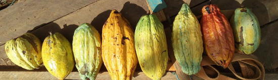 Cacao-Guyane©S. Saj