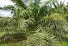 Déficience en K. Premier symptôme chez un jeune palmier : jaunissement d’une feuille intermédiaire (à droite de la photo). © Cirad