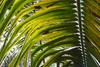 Déficience en K. Jaunissement des folioles d’un palmier hybride oleifera x guineensis avec apparition tardive de petites tâches oblongues jaune orangées (ne pas confondre avec les dégâts de cercosporiose ou de retracrus). © Cirad