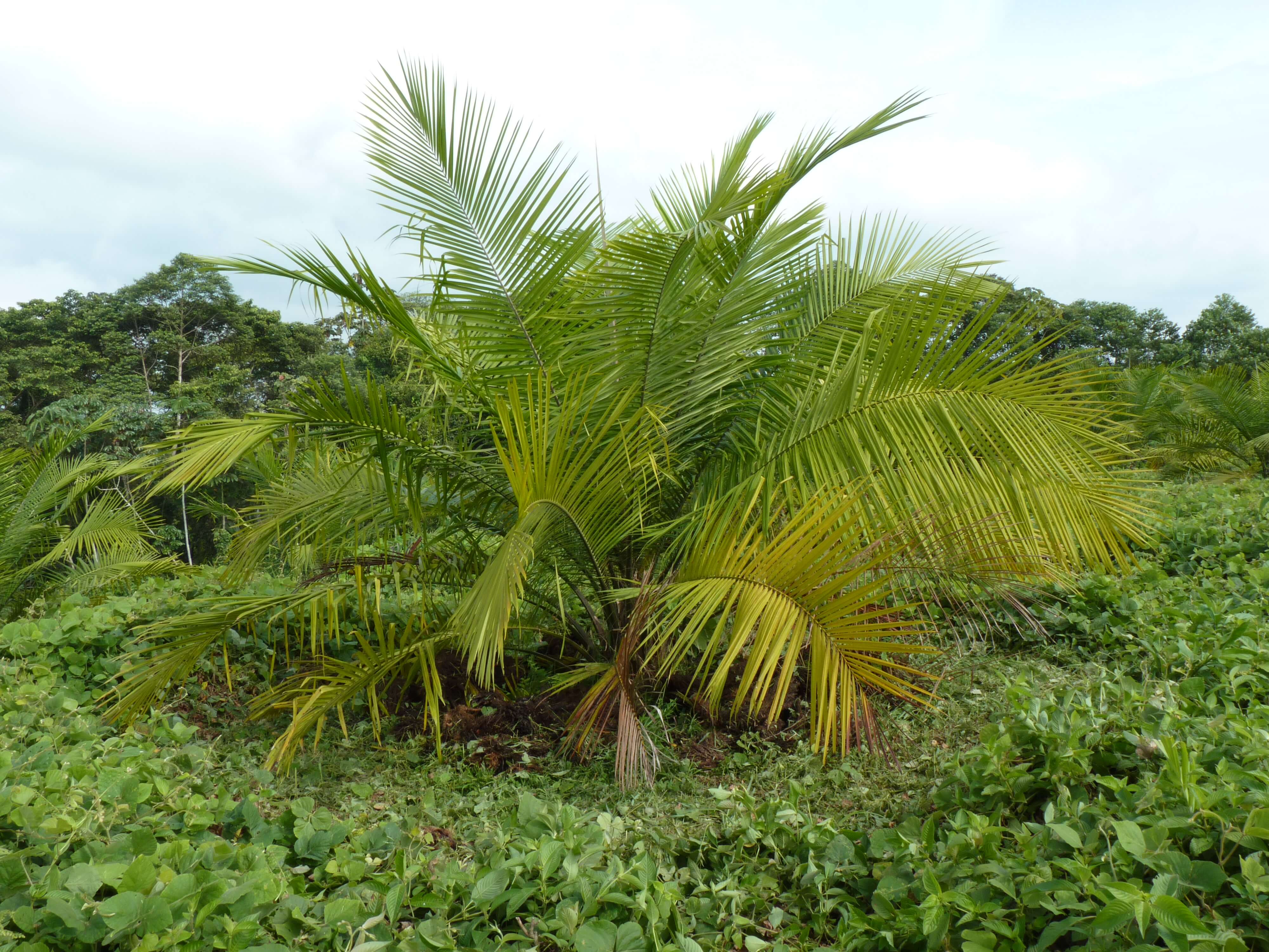 Outre-mer : le jaunissement du palmier